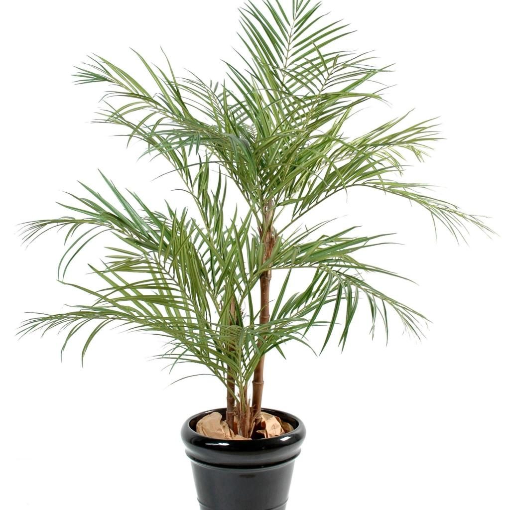 Areca décoratif à trois troncs, format 170 cm — photographie complémentaire