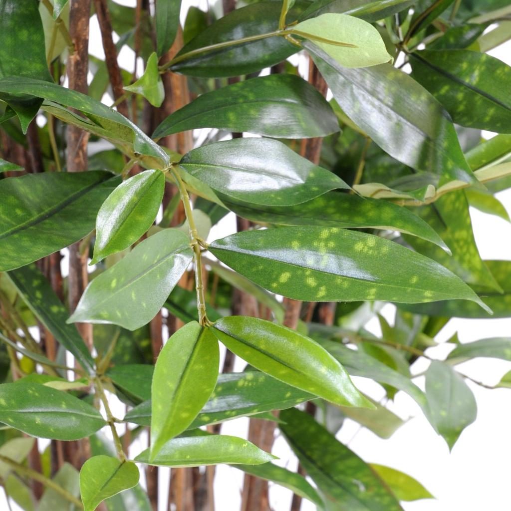 Dracaena décoratif Surculosa, 120 cm — photographie complémentaire