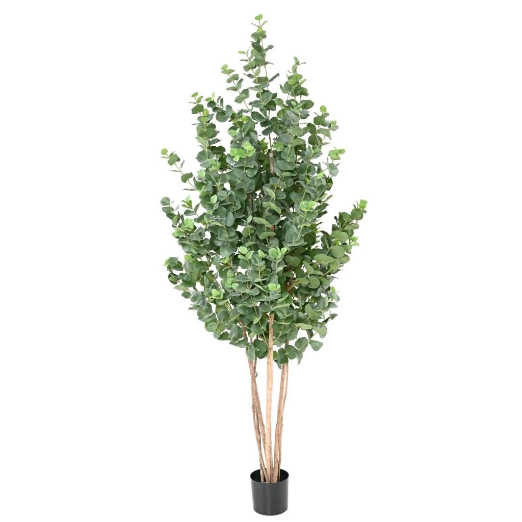 Eucalyptus décoratif Gunnii, port buissonnant de 190 cm — photographie complémentaire